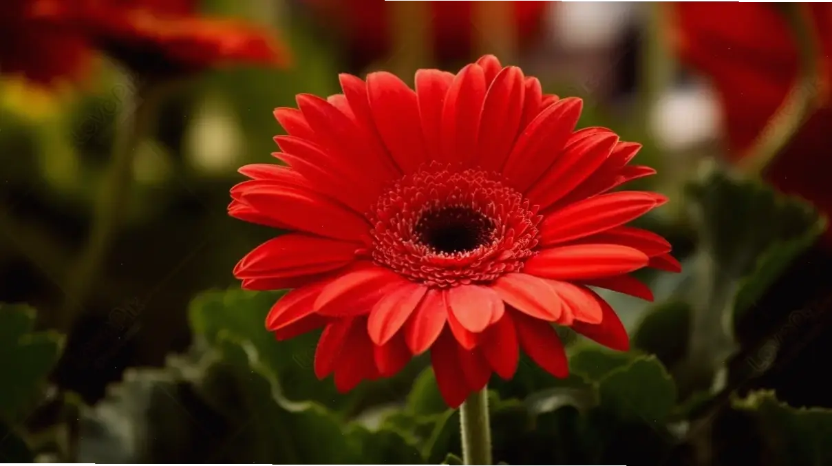 Hoa đồng tiền trong phong thủy, thu hút tài lộc và bình an cho cuộc sống.