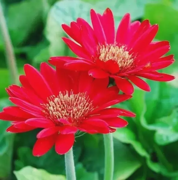 Hoa đồng tiền trong phong thủy, thu hút tài lộc và bình an, mang lại sự thịnh vượng cho gia đình bạn.