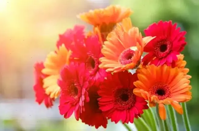 Hoa đồng tiền vàng lấp lánh lý tưởng cho khai trương, tượng trưng cho sự thịnh vượng và niềm vui bất tận!