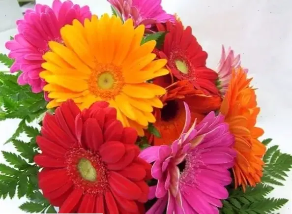 Hoa đồng tiền xinh đẹp dành tặng trong ngày sinh nhật, mang theo lời chúc tốt đẹp và niềm vui bất tận.