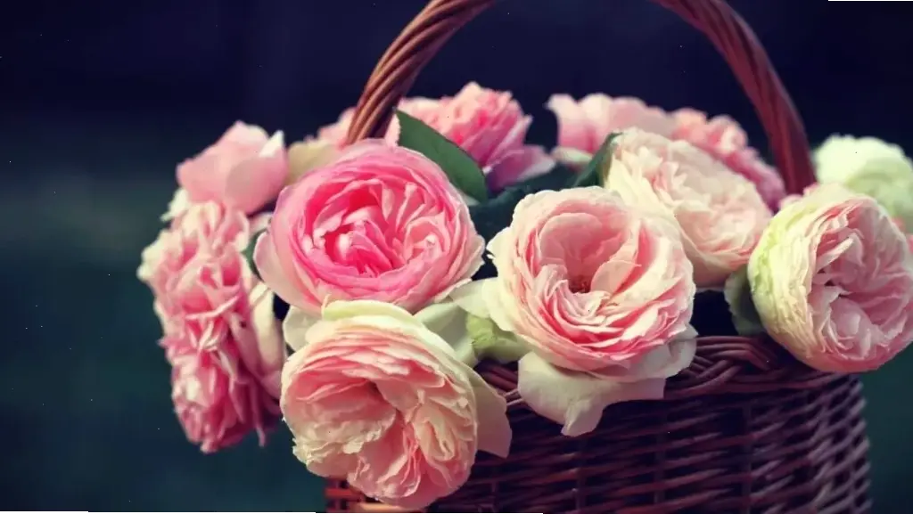 Hoa hồng dành tặng bạn bè, thể hiện tình bạn chân thành trong ngày sinh nhật vui vẻ.