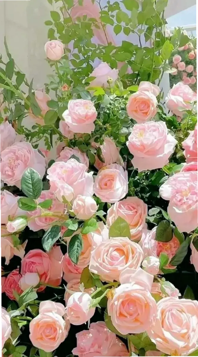 Hoa hồng lãng mạn, tạo nên ngày sinh nhật đầy cảm xúc và ngọt ngào khó quên.