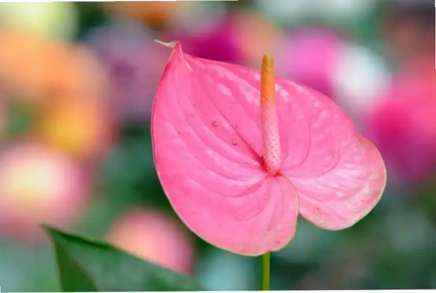 Hoa hồng môn mùa hè tươi mát, mang hơi thở thiên nhiên rực rỡ, giúp không gian sống tràn đầy sức sống và niềm vui.