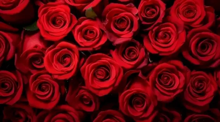 Hoa hồng nở rộ trong ngày Valentine, lời tỏ tình ngọt ngào và đầy ý nghĩa.