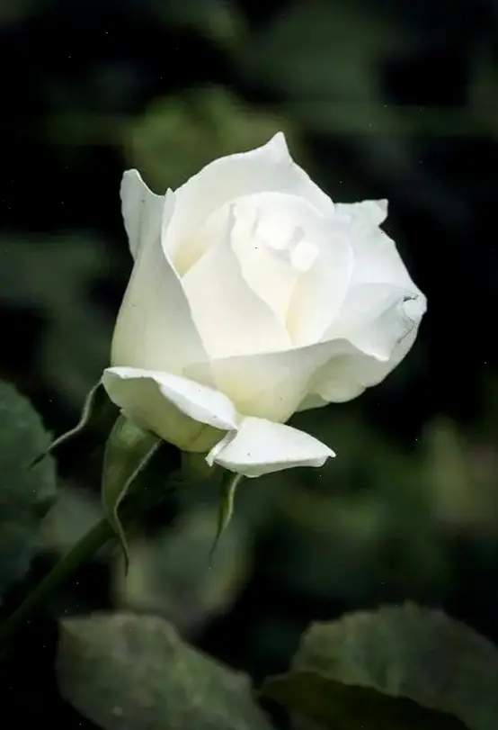 Hoa hồng trắng tinh khôi, đại diện cho sự trong sạch và tình yêu chân thành trong ngày Valentine đặc biệt.