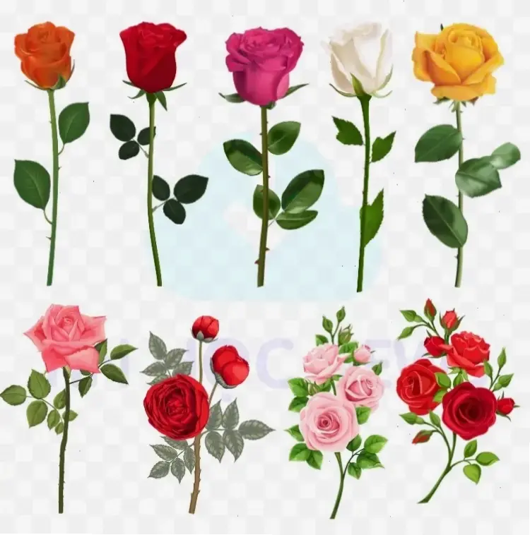 Hoa hồng trang trí sự kiện, tạo không gian sang trọng và đầy màu sắc ấn tượng cho mọi dịp.