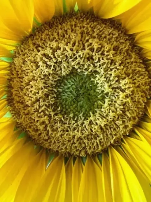 Hoa hướng dương cắm bình với chi tiết macro, mang vẻ đẹp tươi mới cho không gian nhà.