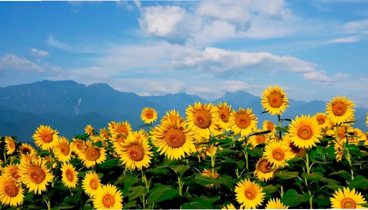 Hoa hướng dương Đà Lạt trang trí: Biến không gian thành vườn hoa rực rỡ, đầy sức sống và tươi mới.