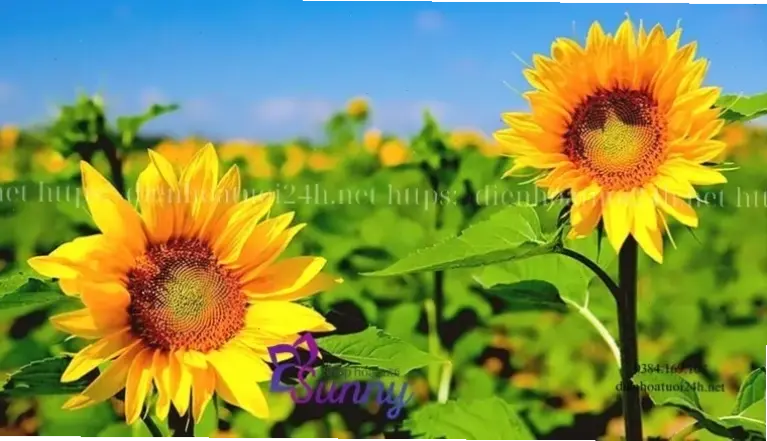 Hoa hướng dương Đà Lạt tươi thắm, biến không gian trang trí thành khu vườn thơ mộng đầy sức sống.
