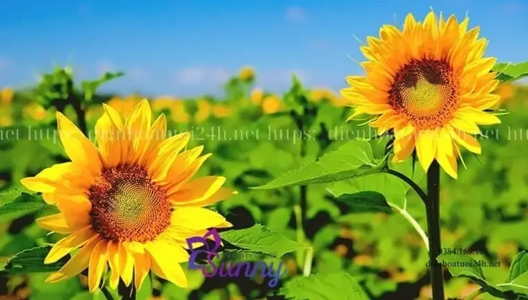 Hoa hướng dương Đà Lạt tươi thắm cắm bình, tô điểm cho ngôi nhà với vẻ đẹp thiên nhiên.