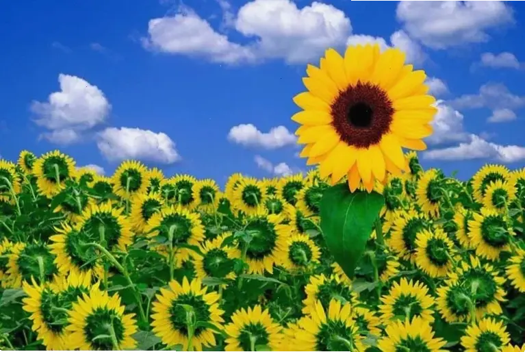 Hoa hướng dương đồng Đà Lạt, vẻ đẹp thiên nhiên cao nguyên với màu vàng rực rỡ và không khí trong lành.