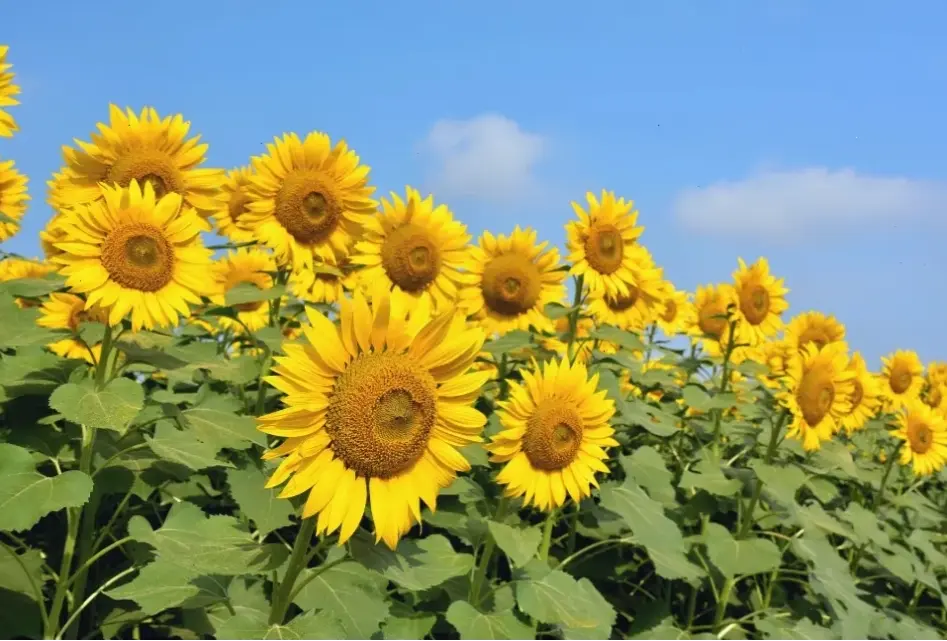 Hoa hướng dương trang trí đẹp mắt, biến ngôi nhà thành khu vườn rực rỡ và tràn đầy năng lượng.