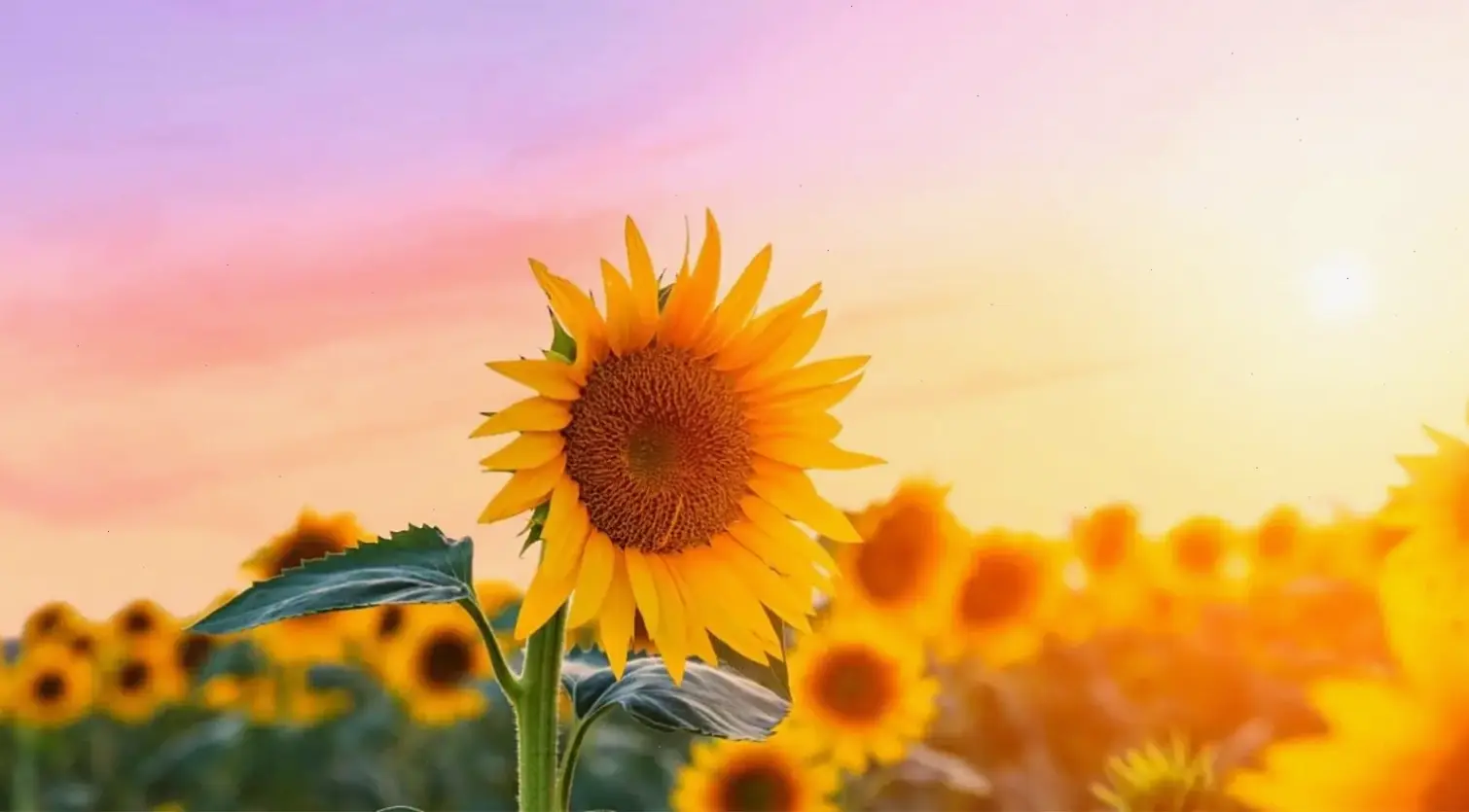 Hoa hướng dương vàng rực rỡ trên đồng, biểu tượng ấm áp và năng lượng tích cực cho mùa hè.