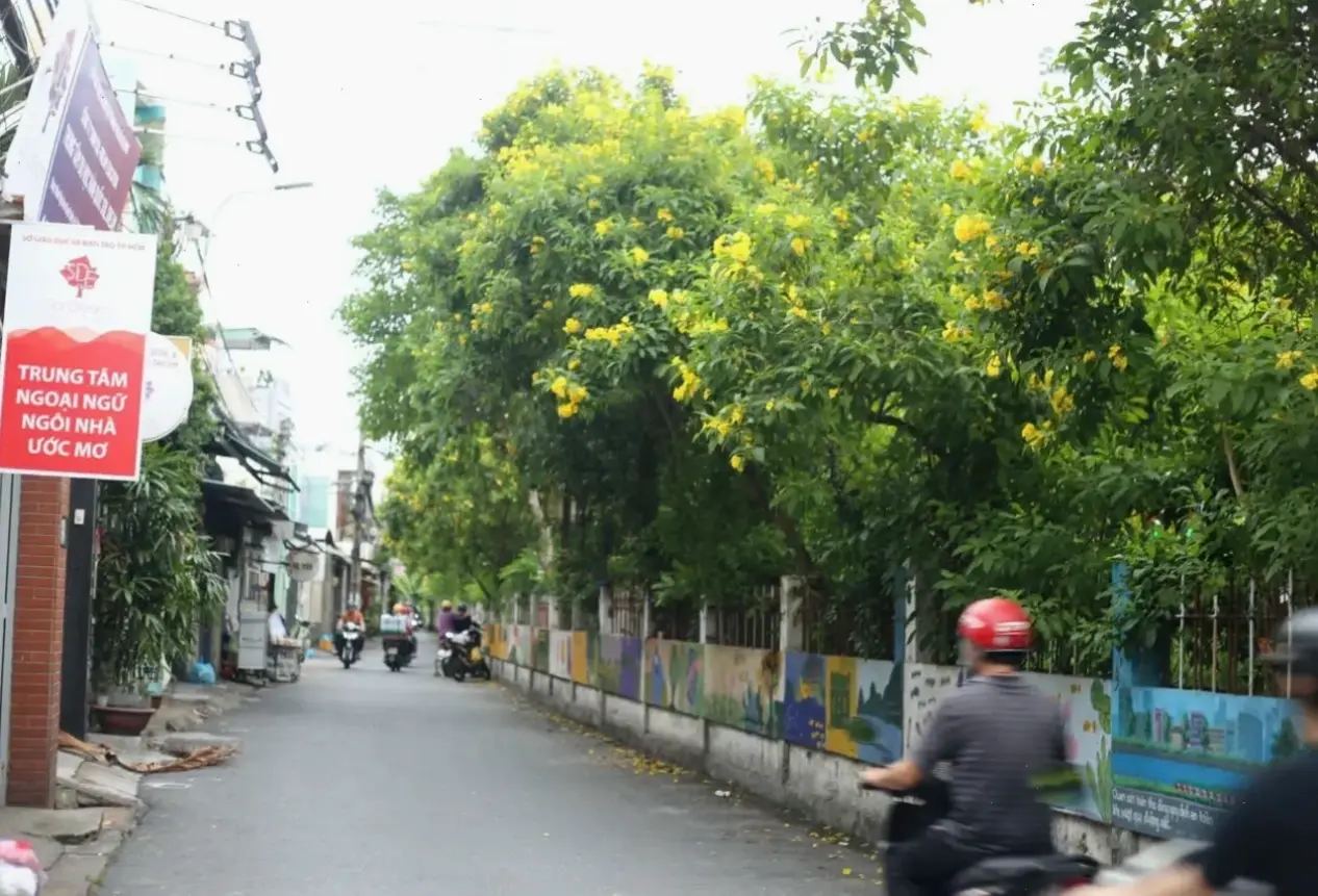 Hoa huỳnh liên đồng quê mang đến cảm giác giản dị, gần gũi và thanh bình tuyệt vời.