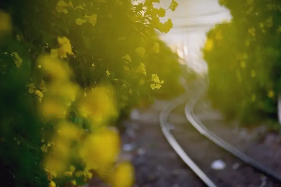 Hoa huỳnh liên nở rộ trong mùa hè, tượng trưng cho sức sống dồi dào và niềm vui bất tận.