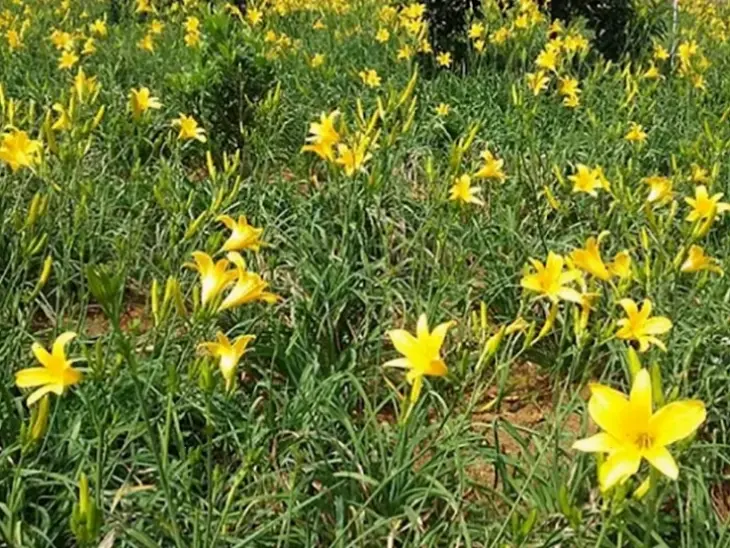Hoa kim châm dùng trang trí, tạo nên không gian ấm cúng và hài hòa cho ngôi nhà.
