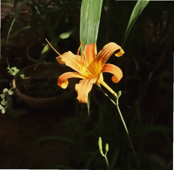 Hoa kim châm tô điểm khu vườn, tạo nên không gian xanh mát và yên bình đầy hấp dẫn.