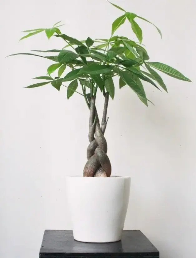 Hoa kim ngân bó hoa xinh xắn, món quà ý nghĩa với thông điệp may mắn, phù hợp cho mọi dịp đặc biệt.