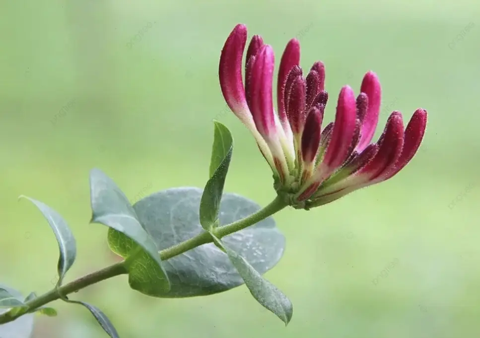 Hoa kim ngân chụp cận tiết lộ vẻ đẹp chi tiết, từ cánh hoa mịn màng đến nhụy hoa hấp dẫn, khiến bạn không thể rời mắt.