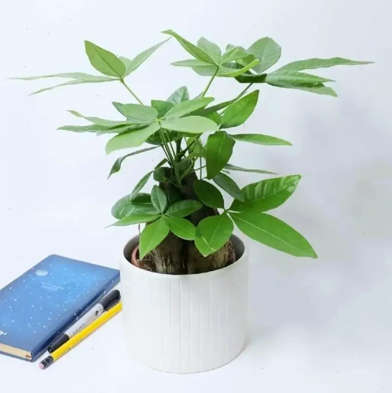 Hoa kim ngân phong thủy giúp cân bằng năng lượng, mang lại tài lộc và sức khỏe, lý tưởng cho ngôi nhà hài hòa.