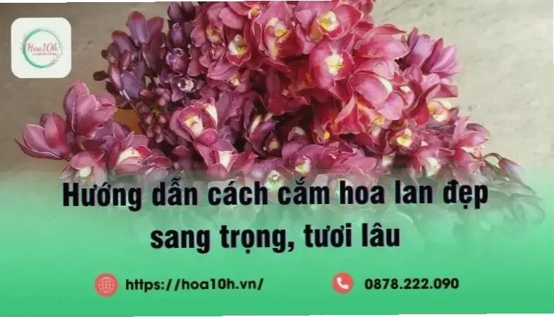 Hoa lan cắm bình phong thủy, trang trí đơn giản mà đầy ý nghĩa, thu hút năng lượng tích cực.