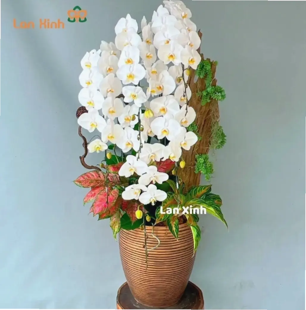 Hoa lan cắm bình trang trí, cách đơn giản để mang thiên nhiên tươi mát và thanh lịch vào ngôi nhà.