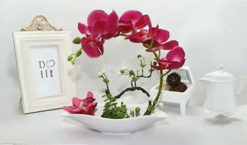 Hoa lan chậu phong thủy cho Tết, đón năm mới với năng lượng tích cực và lời chúc an lành.