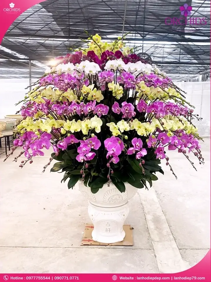 Hoa lan chậu trang trí Tết, biểu tượng may mắn và thịnh vượng, tô điểm không gian đón năm mới rực rỡ.