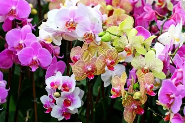 Hoa lan chúc mừng phong thủy, gửi lời chúc thành công và hạnh phúc qua vẻ đẹp tinh tế.