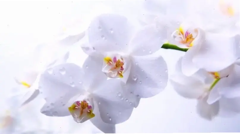 Hoa lan phong thủy cho Tết, thu hút tài lộc và bình an, giúp không gian sống thêm thịnh vượng.