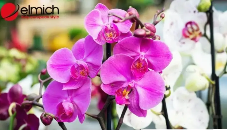Hoa lan tím phong thủy huyền bí, thu hút thịnh vượng và hạnh phúc, lý tưởng cho trang trí nội thất.