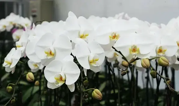 Hoa lan trắng tinh khôi mang lời chúc mừng thanh lịch, biểu tượng của sự tinh tế và may mắn.