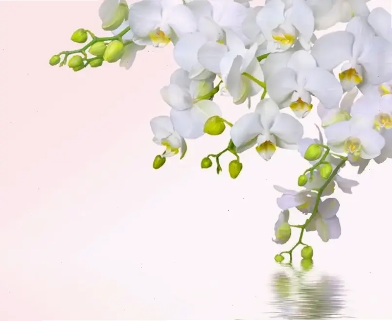 Hoa lan trắng trang trí tạo nên sự tinh khôi thanh thoát, lý tưởng cho mọi không gian nội thất hiện đại.