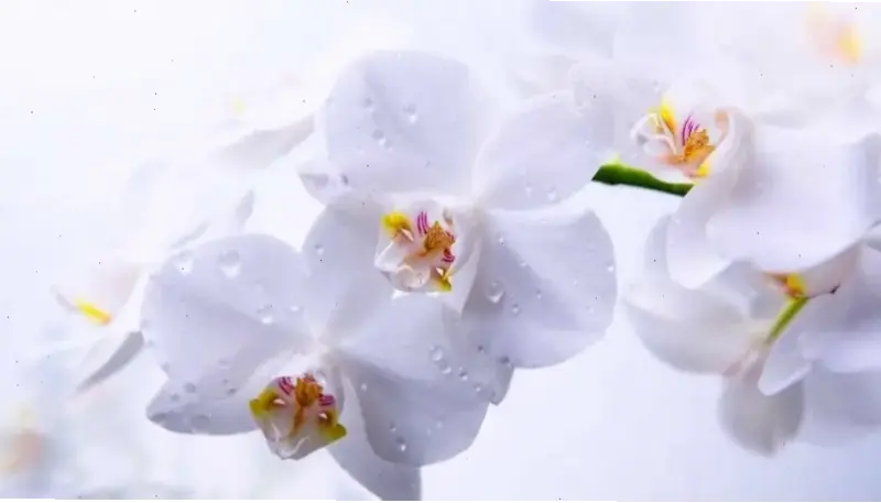 Hoa lan trang trí phong thủy, biến ngôi nhà thành chốn bình yên với sức hút tự nhiên và may mắn.