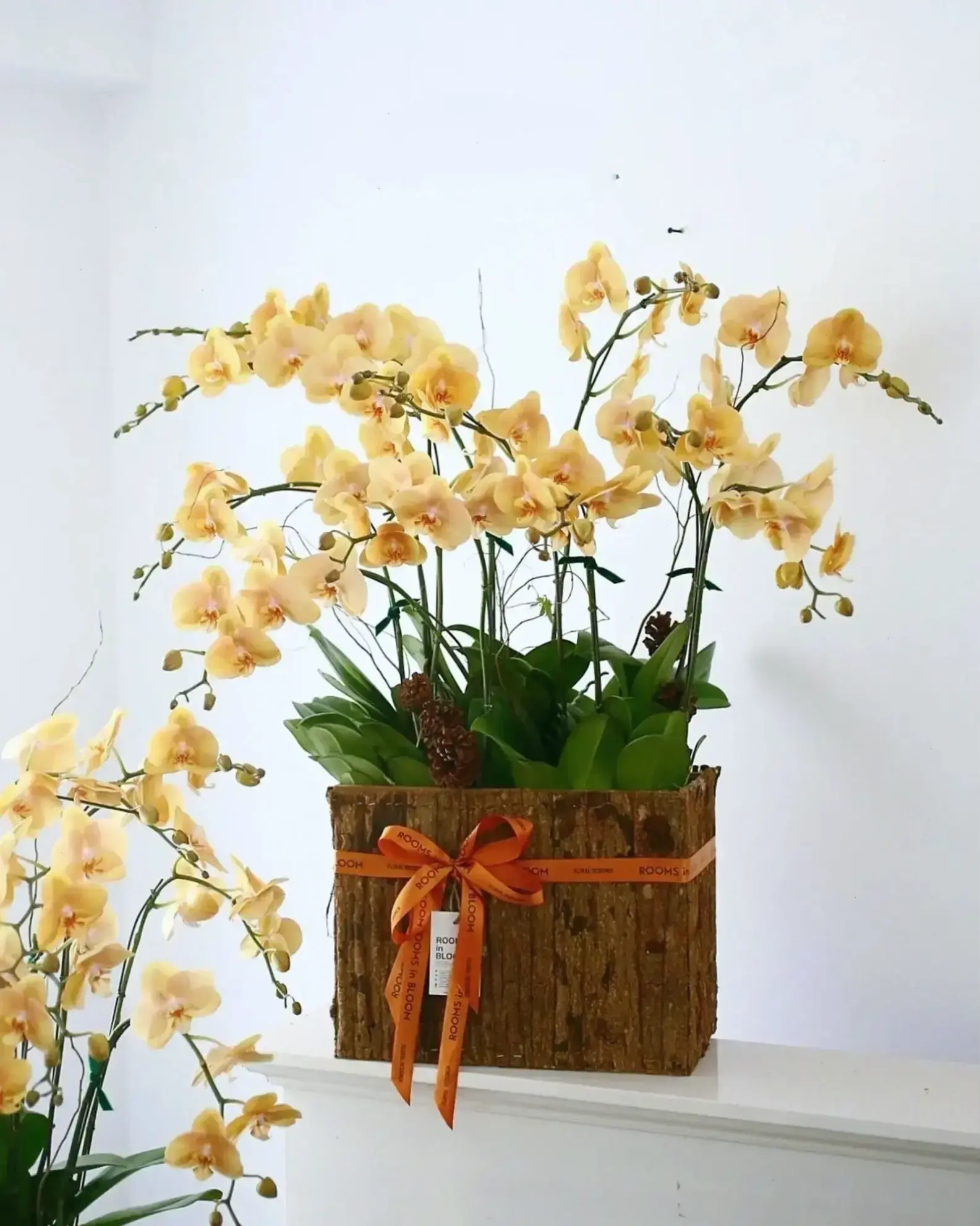 Hoa lan trong chậu xinh xắn, ý tưởng trang trí hoàn hảo cho dịp chúc mừng đặc biệt.