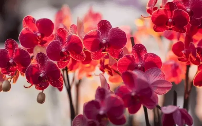 Hoa lan với ý nghĩa phong thủy mang lại may mắn và bình an, lý tưởng cho khởi đầu hôn nhân viên mãn.