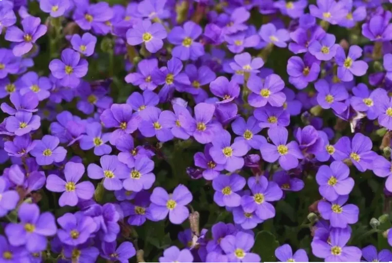 Hoa lưu ly cắm bình đơn giản nhưng tinh tế, biến không gian sống thành góc xanh tươi mát và quyến rũ.