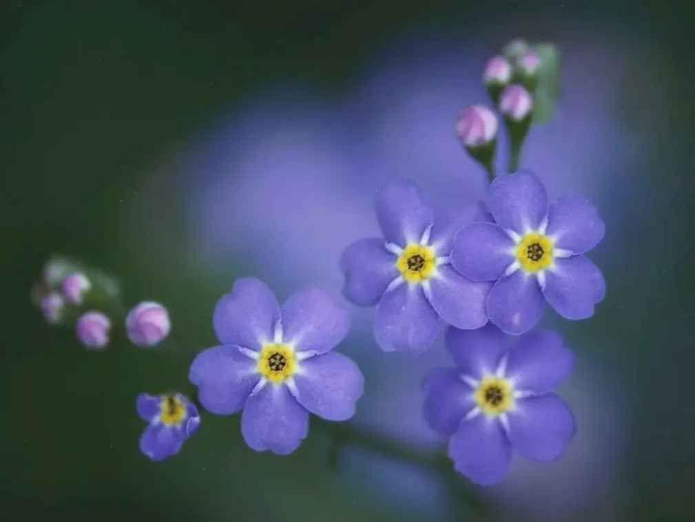 Hoa lưu ly tím dịu mang đến sự yên bình, lý tưởng cho không gian lãng mạn và thư giãn hàng ngày.