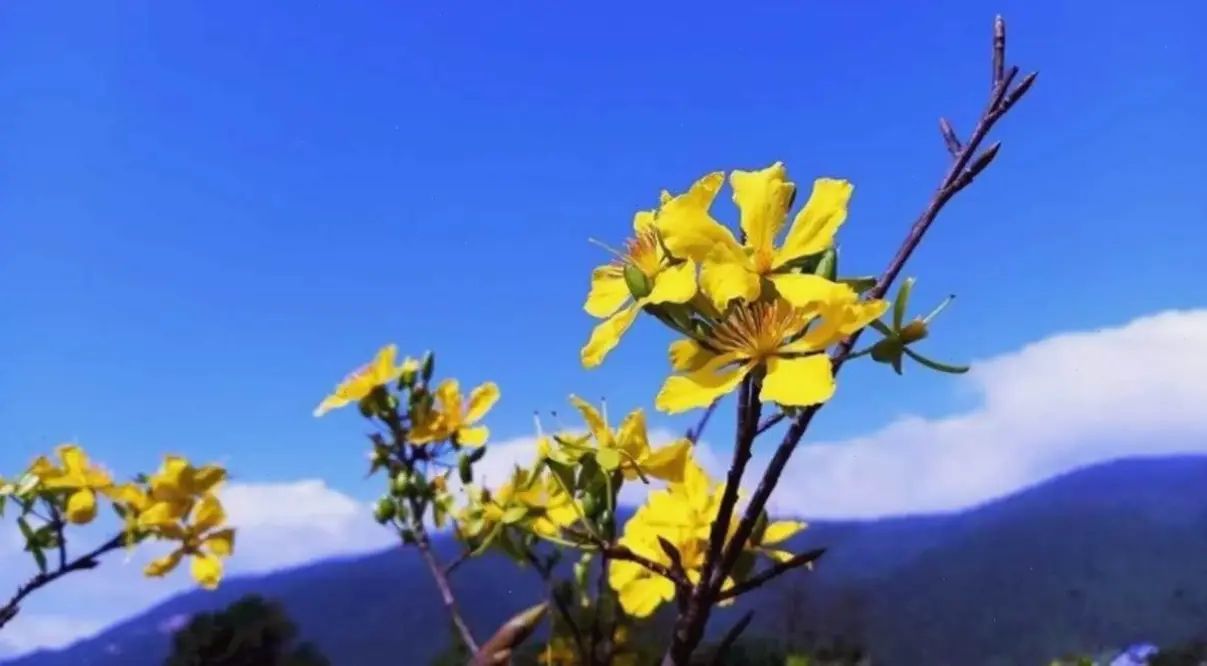 Hoa mai bó hoa đẹp lung linh, quà tặng ý nghĩa cho người thân, đầy màu sắc và cảm hứng.