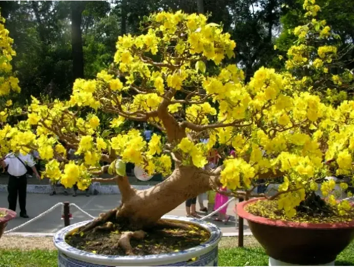 Hoa mai cắm bình trang trí tiệc cưới, tạo không gian ấm cúng và đầy màu sắc rực rỡ, cuốn hút mọi ánh nhìn.