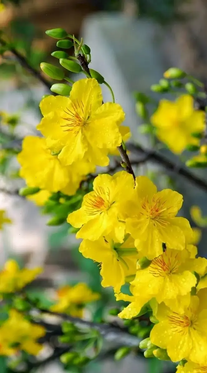 Hoa mai chúc mừng đẹp lung linh, mang lời chúc năm mới tràn đầy hy vọng và hạnh phúc!