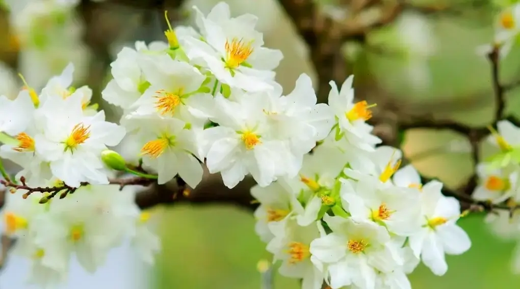 Hoa mai cưới đẹp lung linh, tô điểm khoảnh khắc thiêng liêng với vẻ rực rỡ và tình yêu bất diệt mãi mãi.