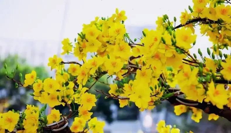 Hoa mai nở rộ đẹp mang đến cảm hứng tươi mới, với vẻ rực rỡ khiến mọi khoảnh khắc thêm phần đặc biệt.