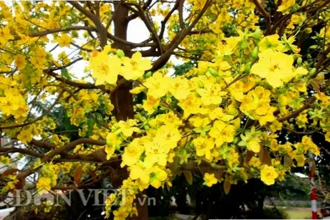 Hoa mai nở rộ tại An Giang, cảnh tượng ngoạn mục đánh dấu mùa xuân, mang lại cảm hứng và sự tươi trẻ.