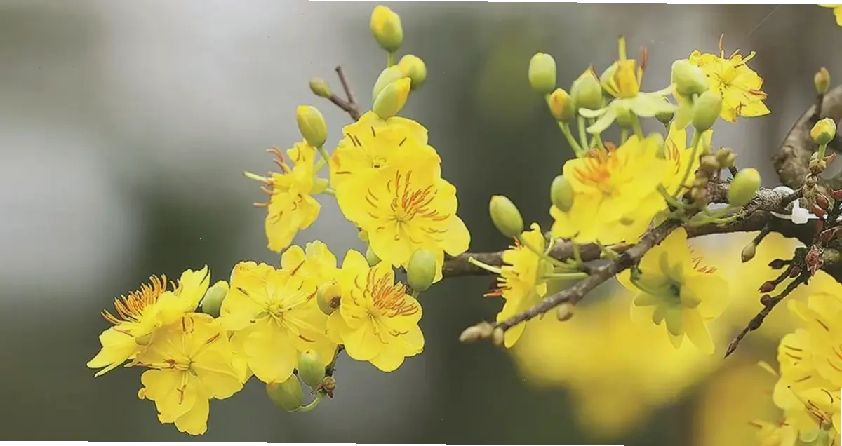 Hoa mai nở rộ tô điểm mùa xuân miền Nam, với sắc vàng tươi mới và hương thơm quyến rũ.