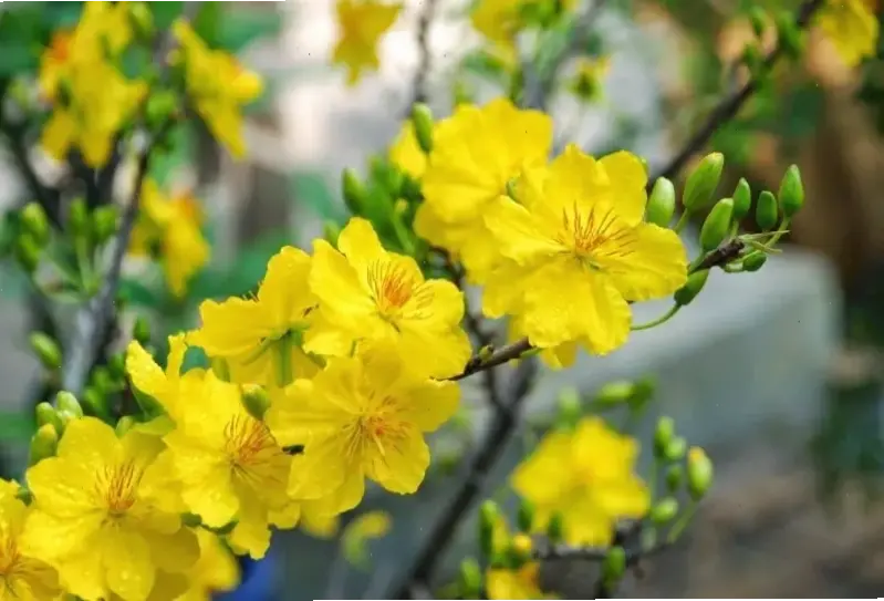 Hoa mai phong thủy mang may mắn và thịnh vượng đến đôi uyên ương, làm ngày cưới thêm ý nghĩa sâu sắc.