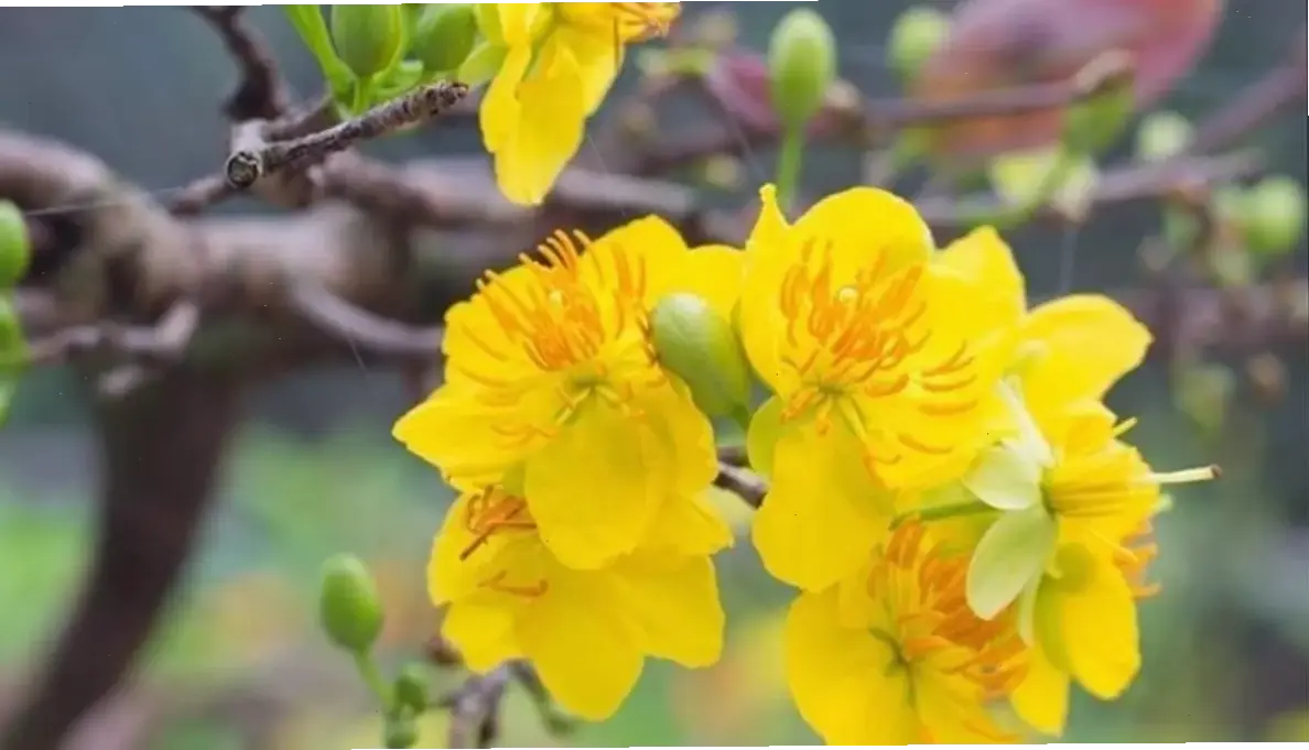 Hoa mai phong thủy nở rộ mang năng lượng tích cực, mang lại may mắn và sự thịnh vượng cho cuộc sống.