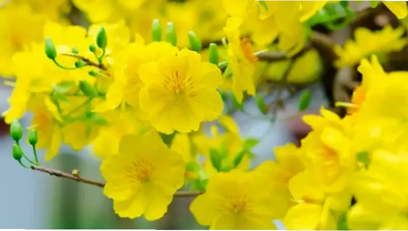 Hoa mai Tết bó hoa xinh đẹp, biểu tượng may mắn và tươi mới, lý tưởng cho dịp năm mới rộn ràng.