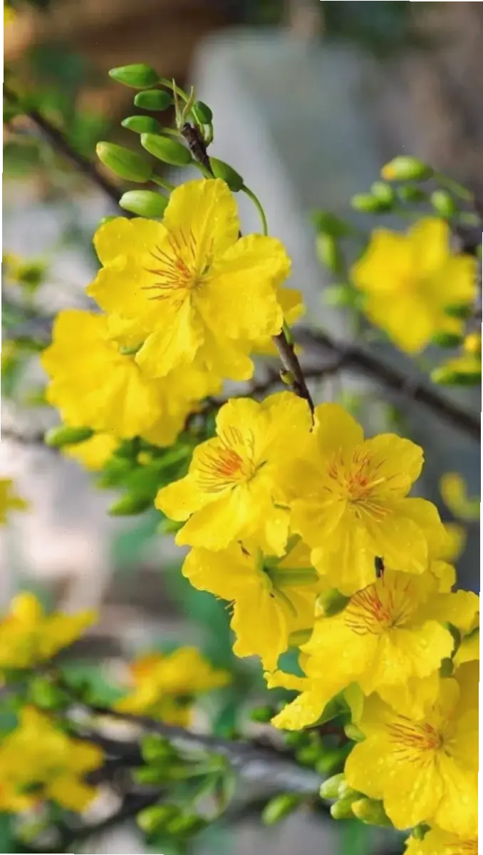 Hoa mai Tết đẹp lung linh, biểu tượng của sự khởi đầu tốt lành và tràn đầy hy vọng.