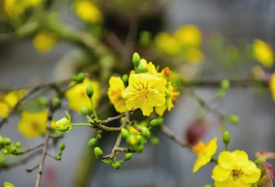 Hoa mai Tết miền Nam, biểu tượng truyền thống miền Tây, với sắc vàng tươi thắm đón năm mới.